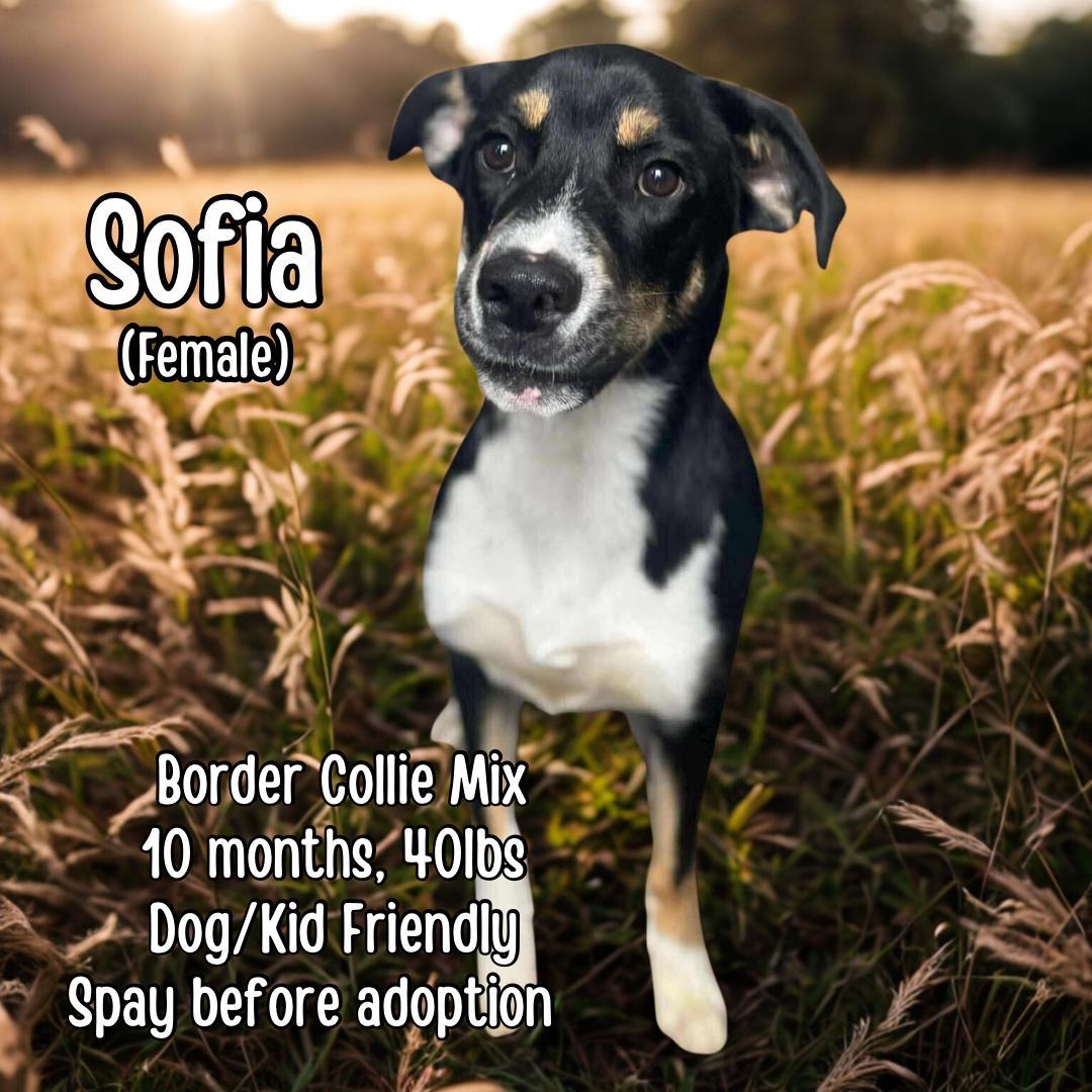 Sofia
