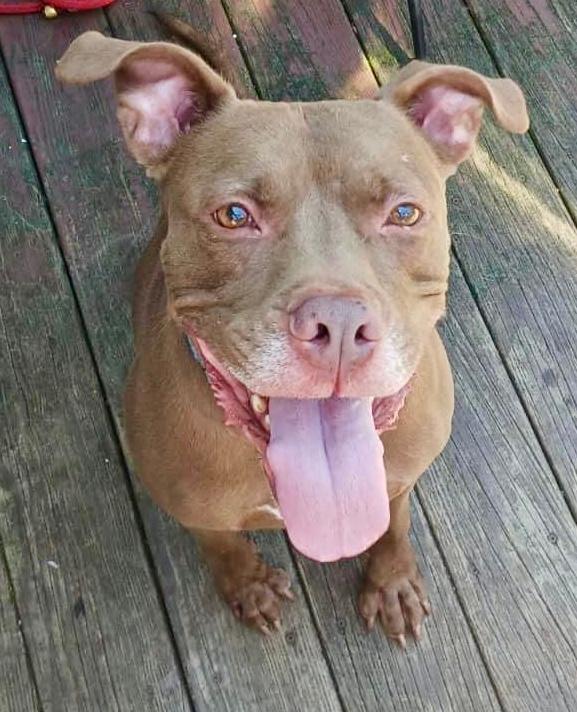 Brooklyn Fluffy Dumbledog