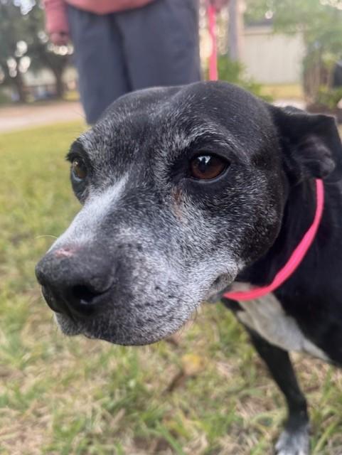 An adult medium-sized female Black Pit Bull Terrier dog named Rebel for adoption in Houston, TX