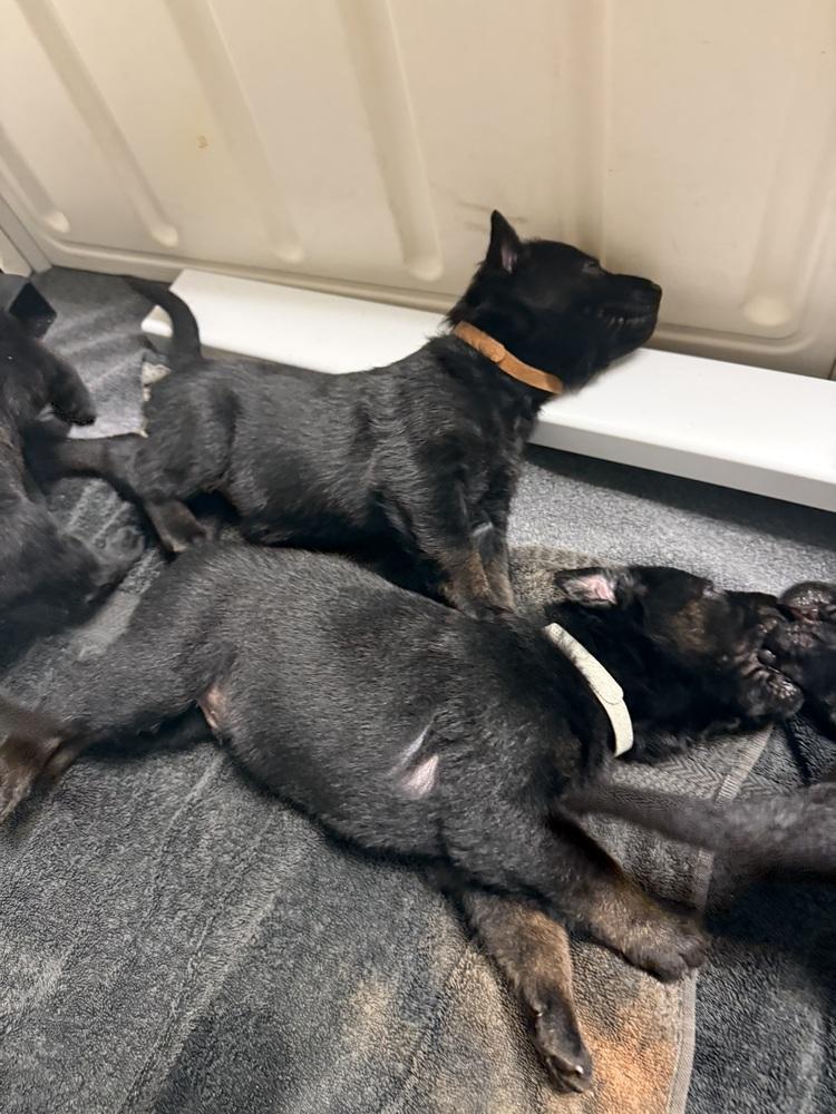 Lakeland Lookers Bannan