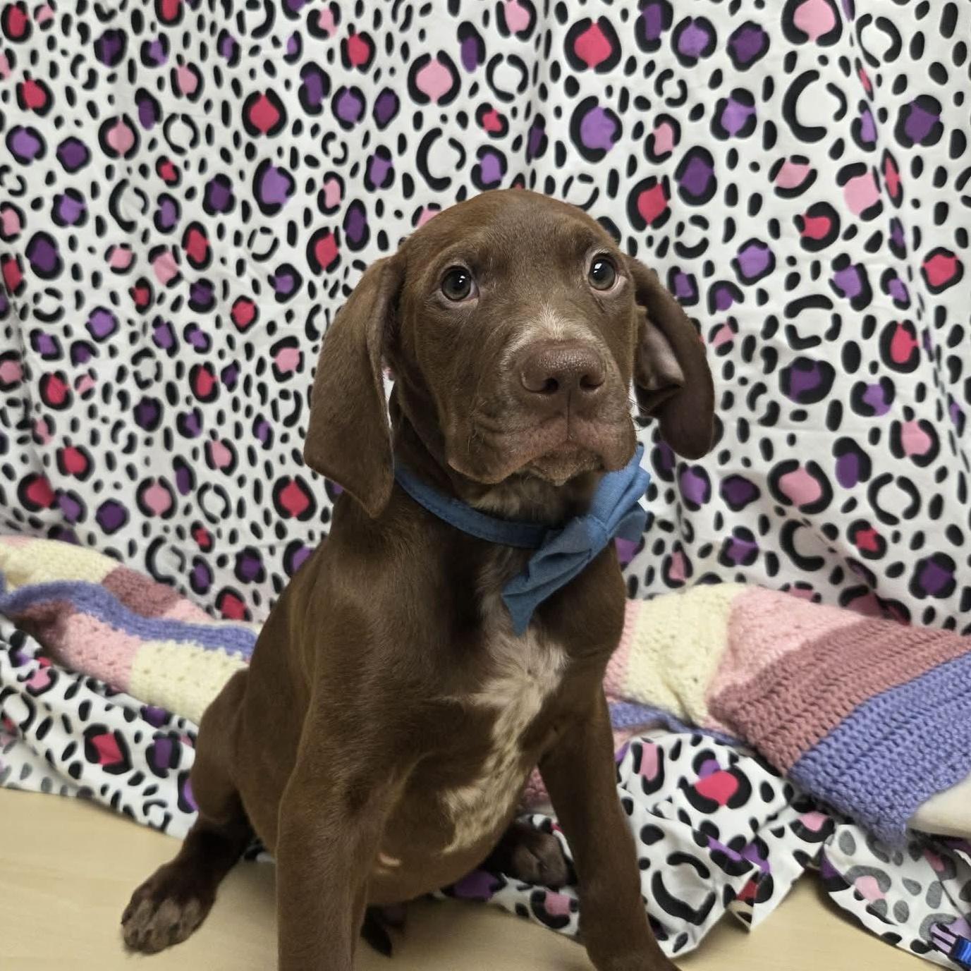 Grumpy The Houndpointer Mix