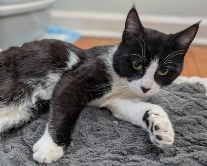 Jim `a Priority Pet`