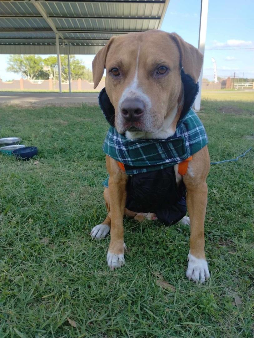 An adult large-sized male Pit Bull Terrier dog named Ike for adoption in Harlingen, TX