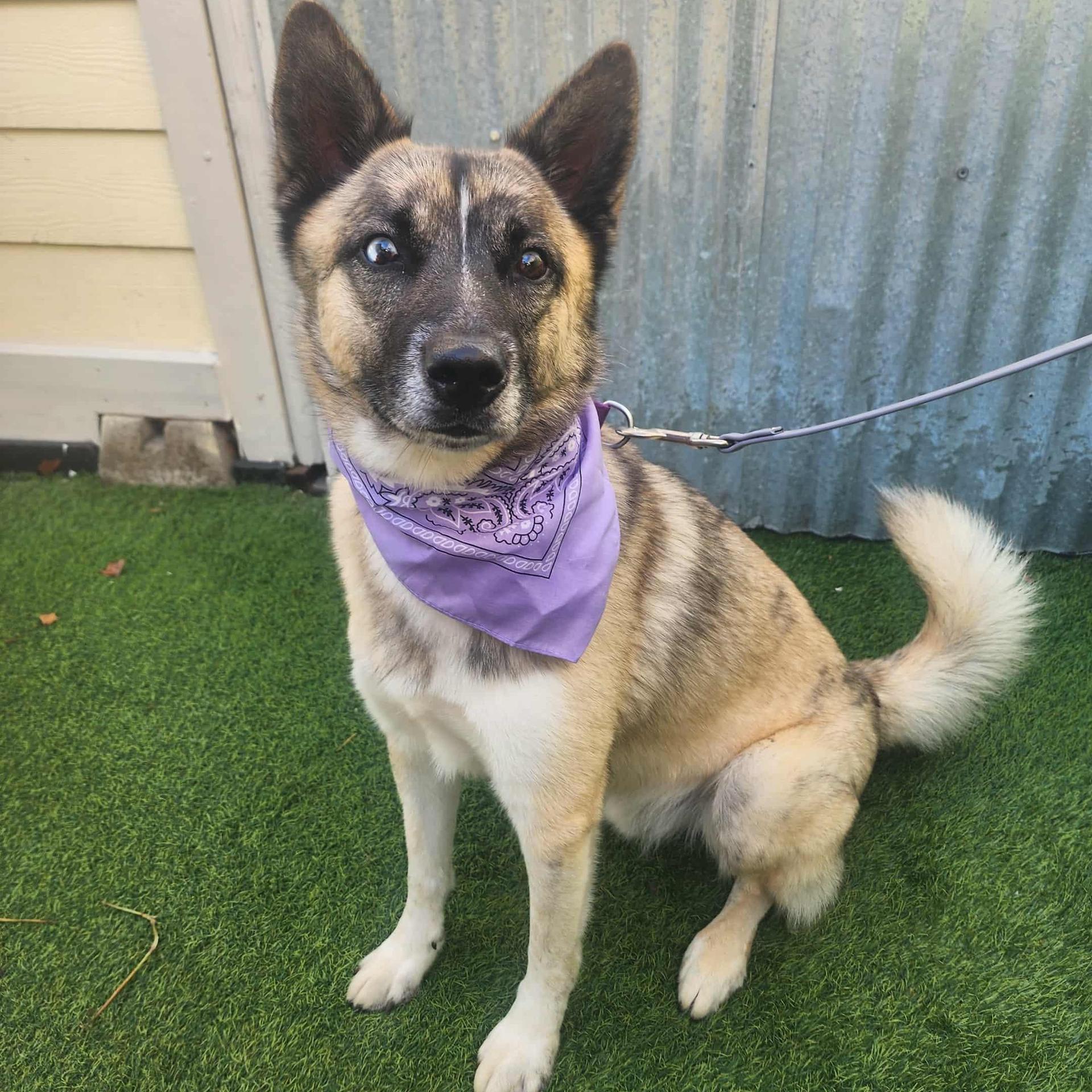 An adult medium-sized male Yellow / Tan / Blond / Fawn Husky dog named Jd for adoption in Oak Point, TX