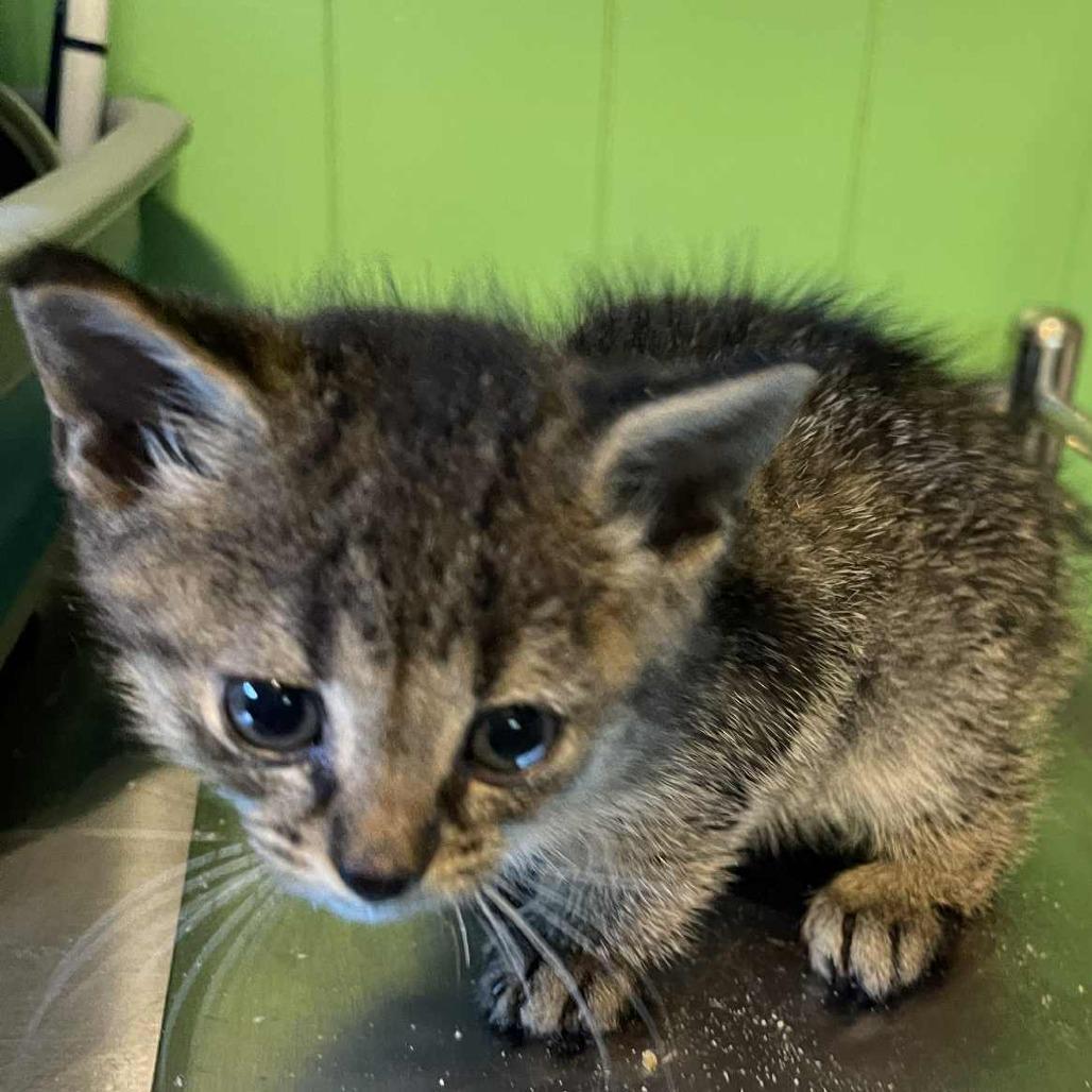 Pierce Light Blue Collar