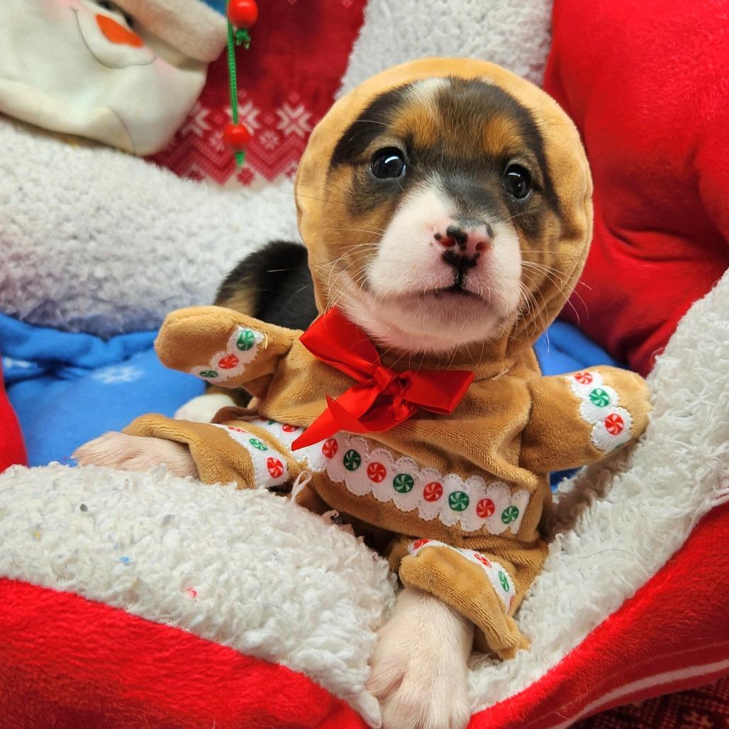 A baby medium-sized female Black Mixed Breed dog named Wiggle Butt for adoption in Alexandria, VA