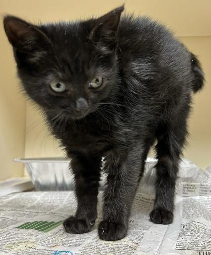 A baby medium-sized female Domestic Short Hair cat named Little Miss for adoption in Chamblee, GA