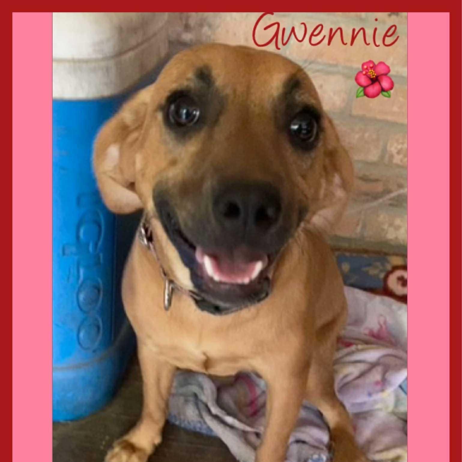 An adult medium-sized female Yellow Labrador Retriever dog named Gwennie for adoption in Queen City, TX