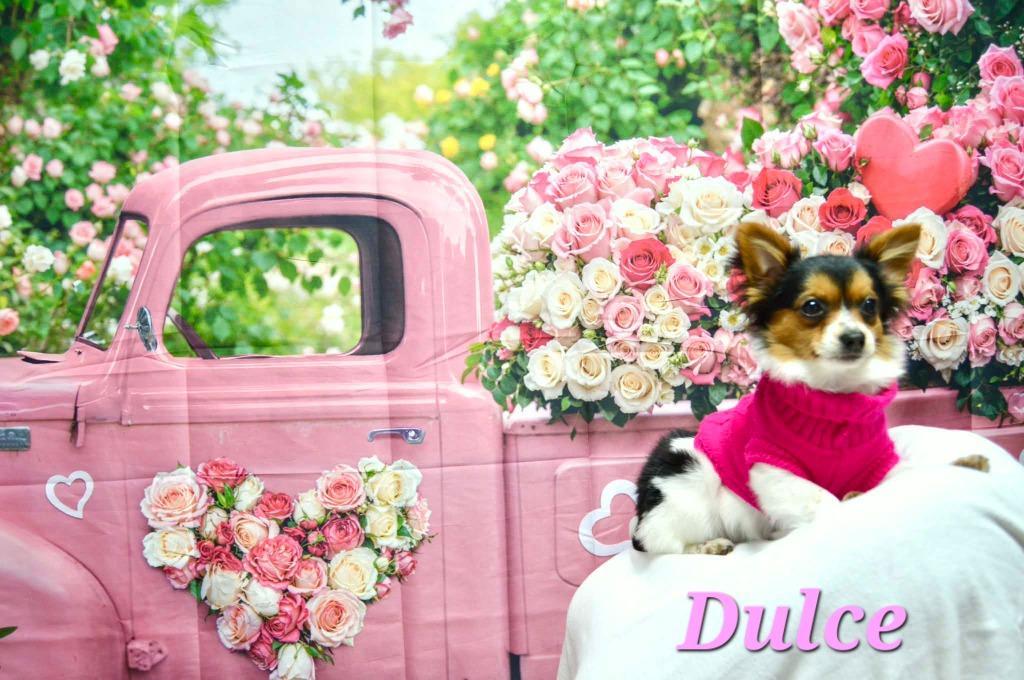 Dulce