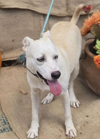 A young medium-sized female White / Cream Labrador Retriever dog named Lovey for adoption in Brookeville, MD
