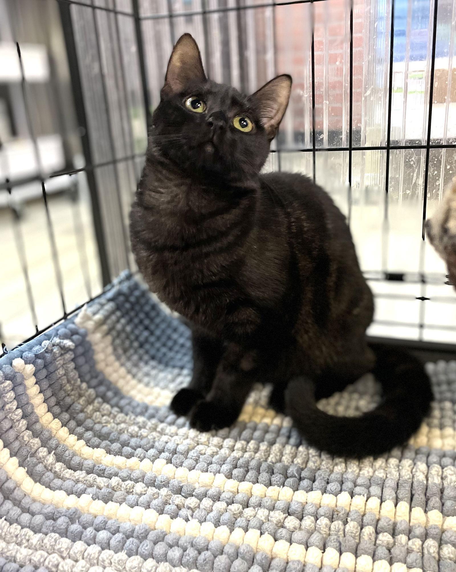 A young medium-sized female Domestic Short Hair cat named Dona for adoption in Margate, FL
