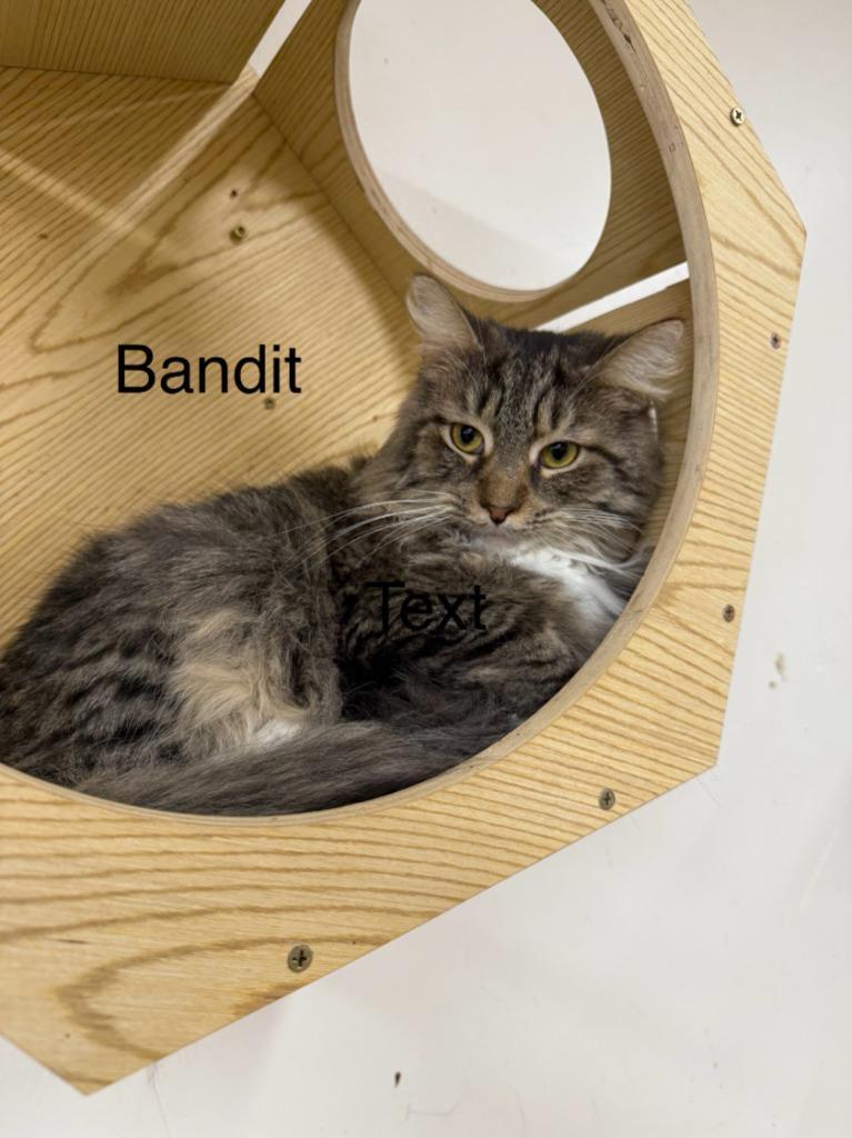 Bandit