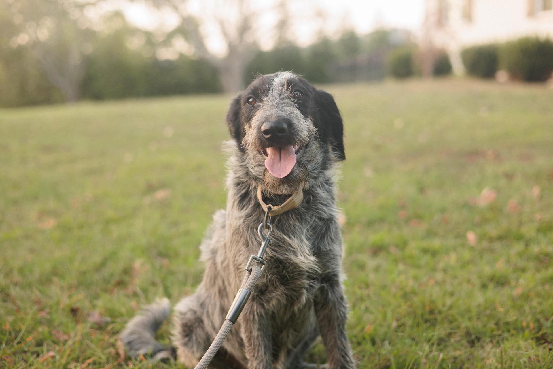 An adult medium-sized female Gray / Blue / Silver Wirehaired Terrier dog named Meilan Transport for adoption in Gradyville, KY