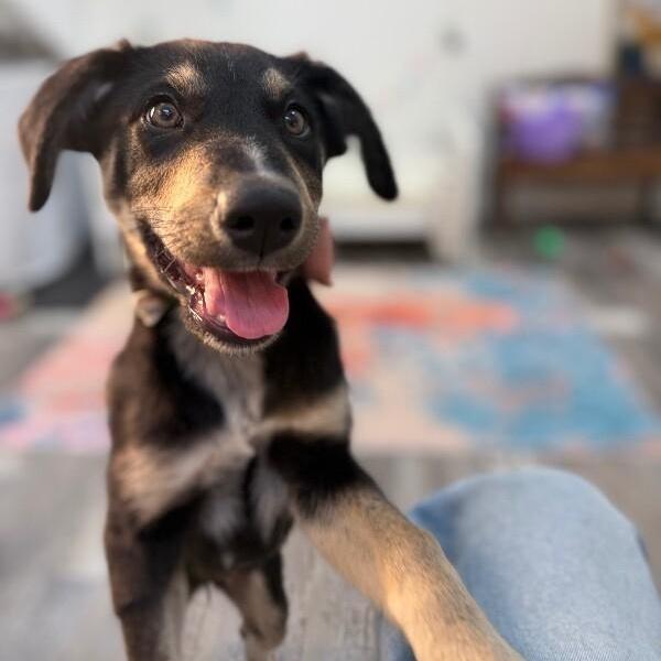 Chocolate Chip Cookie