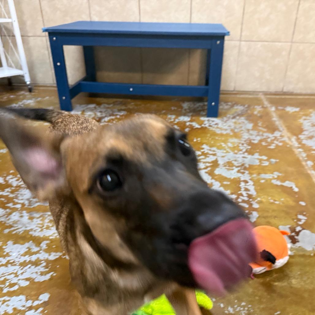 Scrappy Doo