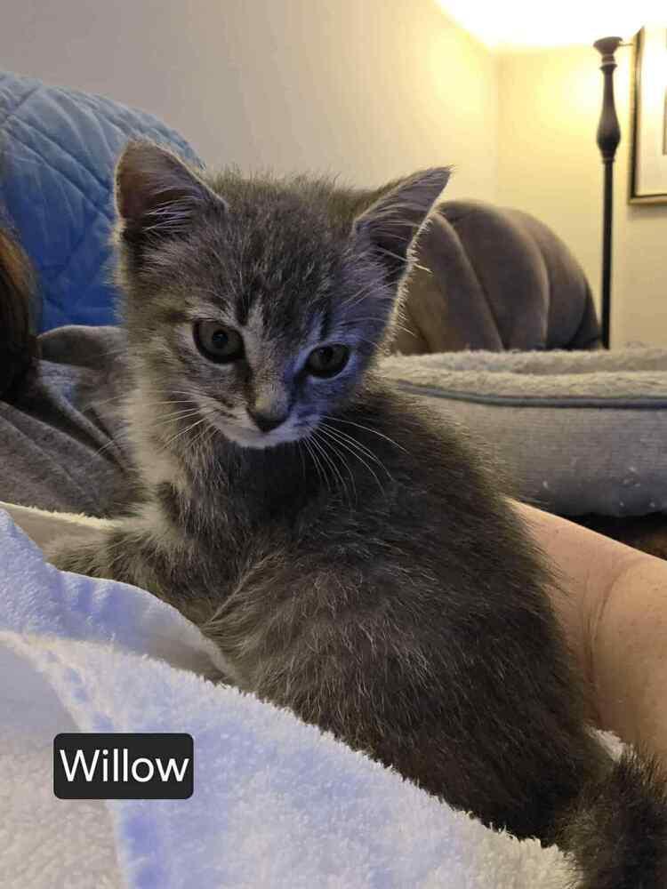 Willow