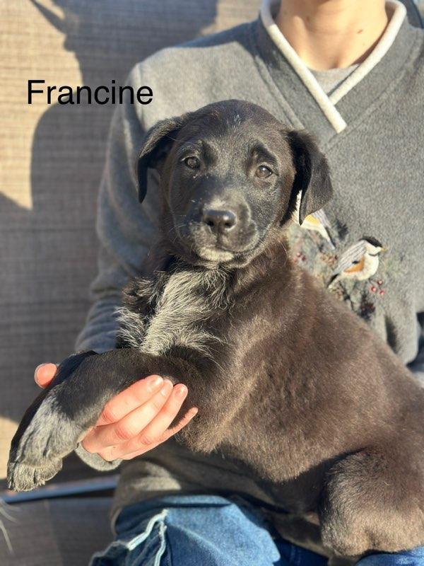 Francine