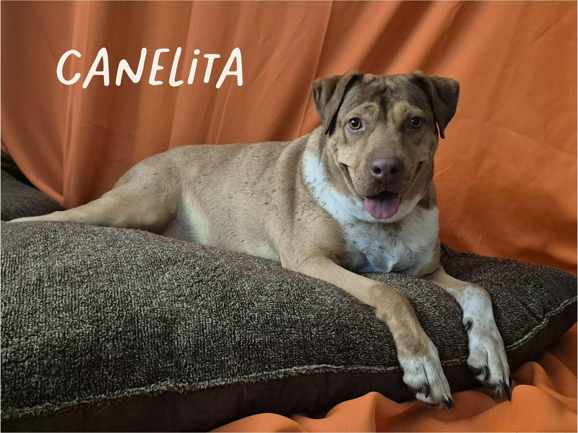 Canelita