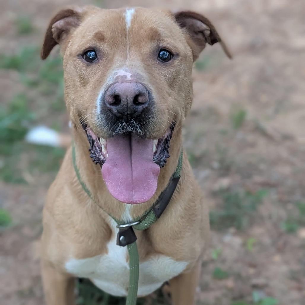An adult medium-sized female Yellow / Tan / Blond / Fawn Mixed Breed dog named Maryjane for adoption in Alabaster, AL