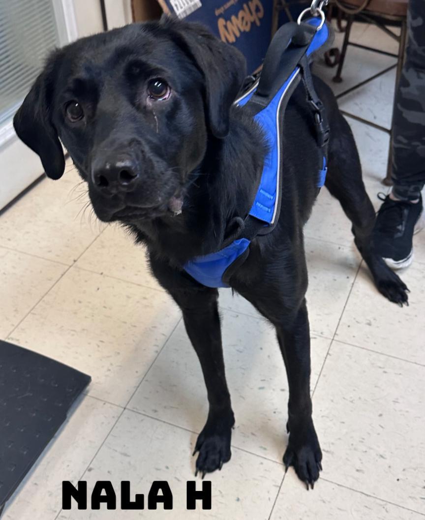 Nala H