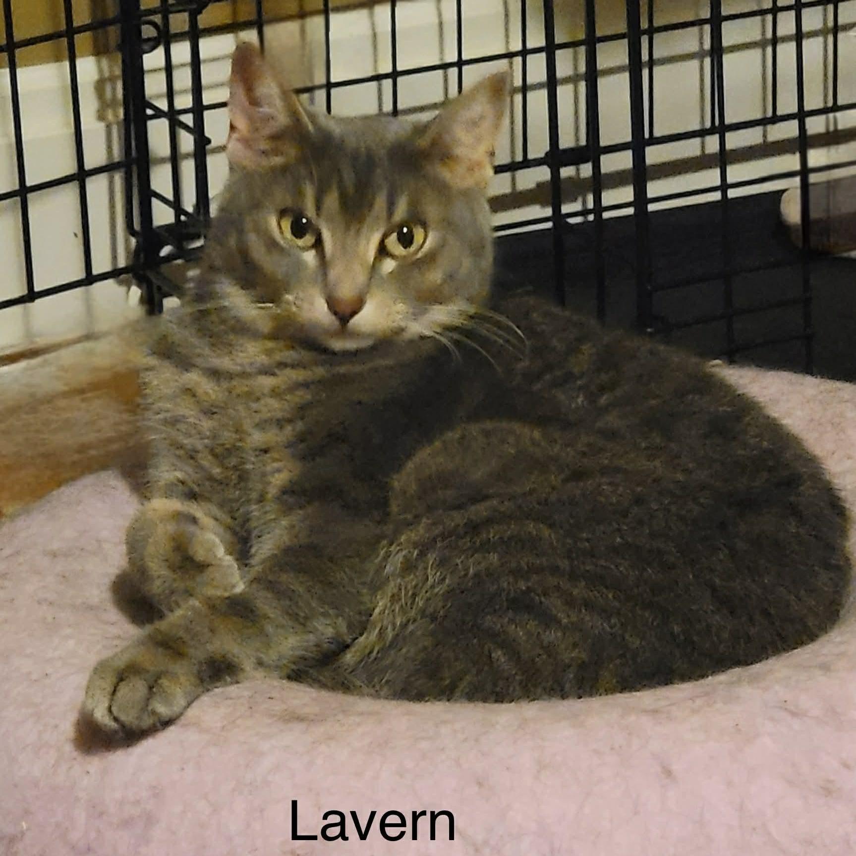 Lavern