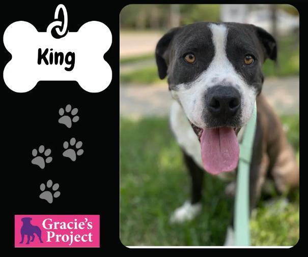 An adult medium-sized male White / Cream Pit Bull Terrier dog named King for adoption in Canyon, TX