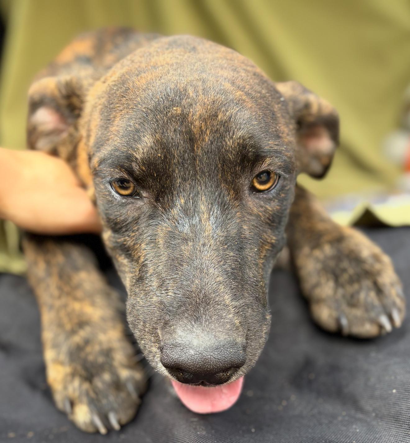 A young large-sized male Plott Hound dog named Bayou for adoption in Queen City, TX