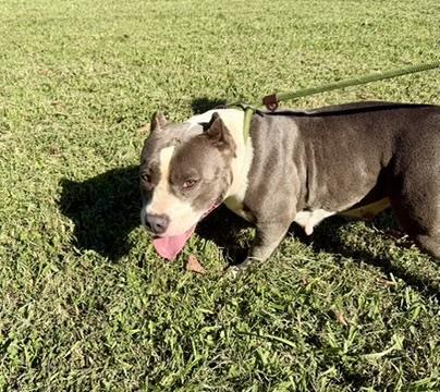 An adult medium-sized female Gray / Blue / Silver American Bully dog named Clara for adoption in Petersburg, VA