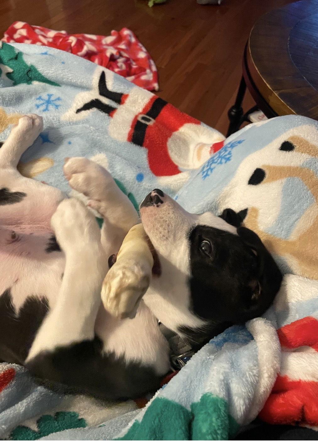 Chocolate Chip Cookie