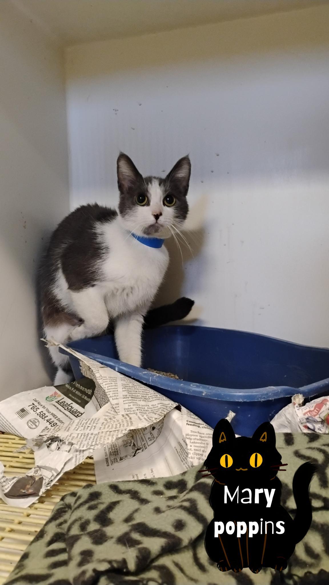 Mary Poppins photo 1