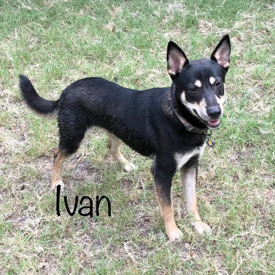 Ivan
