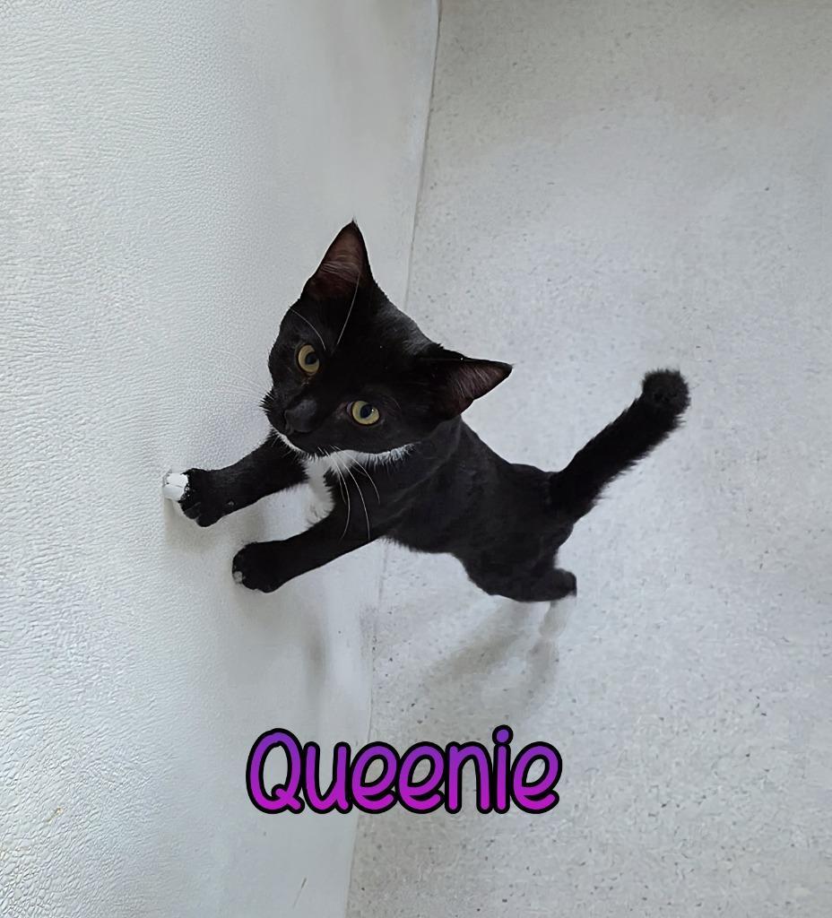 Queenie
