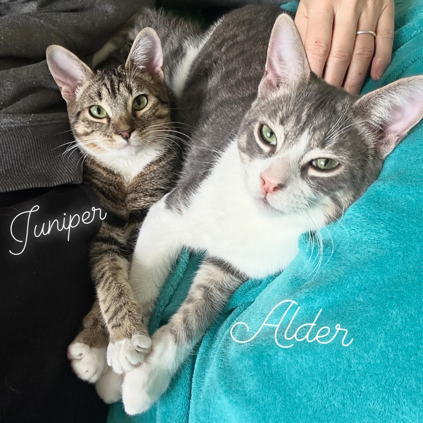 Siblings Junipurr & Alder