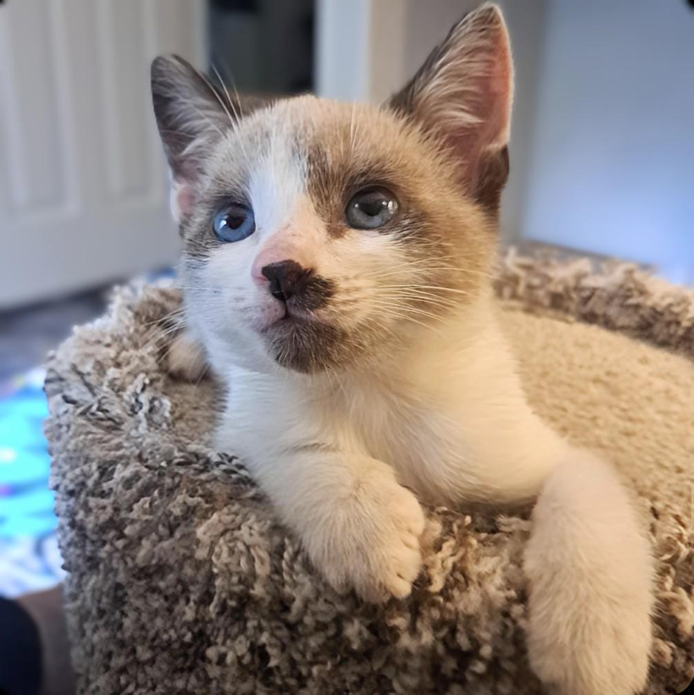 A baby medium-sized male Buff & White Siamese cat named Lil' Blue & Simba for adoption in Maryville, TN