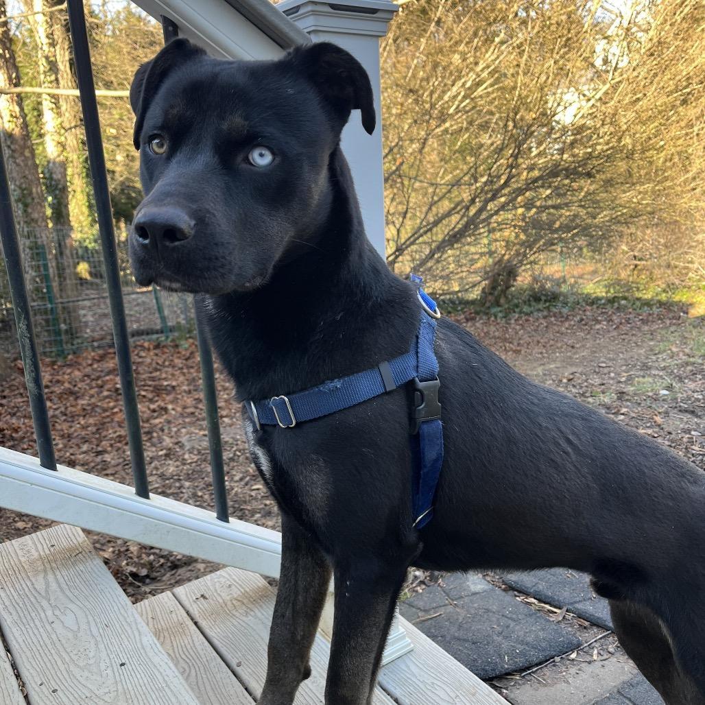 A young medium-sized male Brindle Mixed Breed dog named Zig Zag for adoption in Alexandria, VA