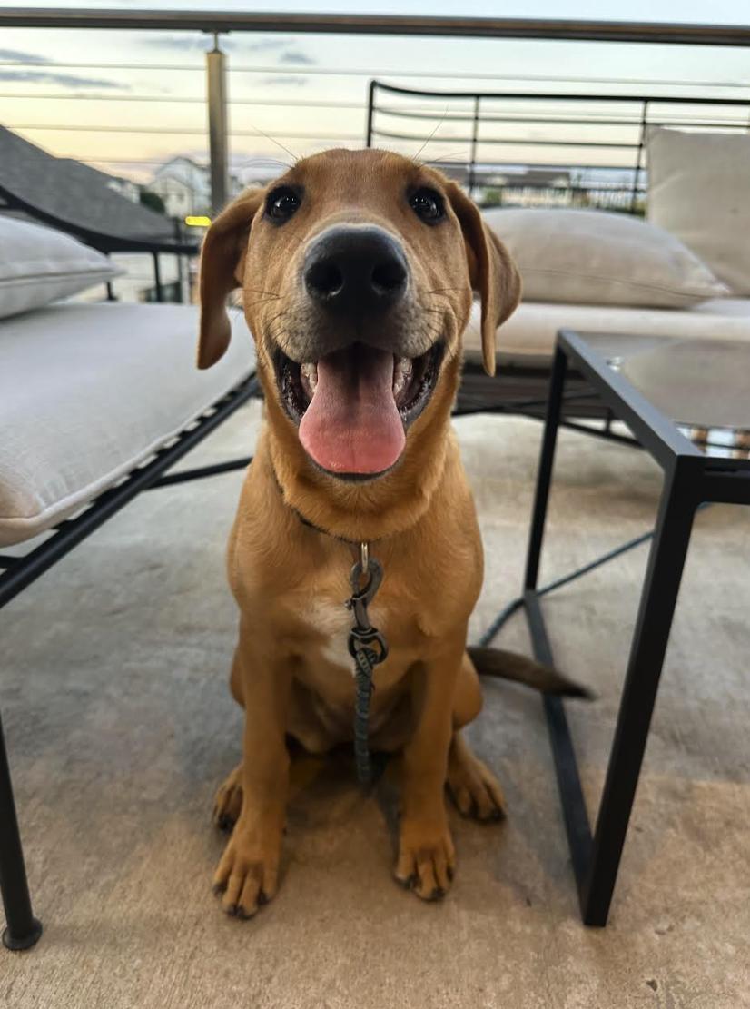 A young large-sized female Labrador Retriever dog named Nyla for adoption in Pflugerville, TX