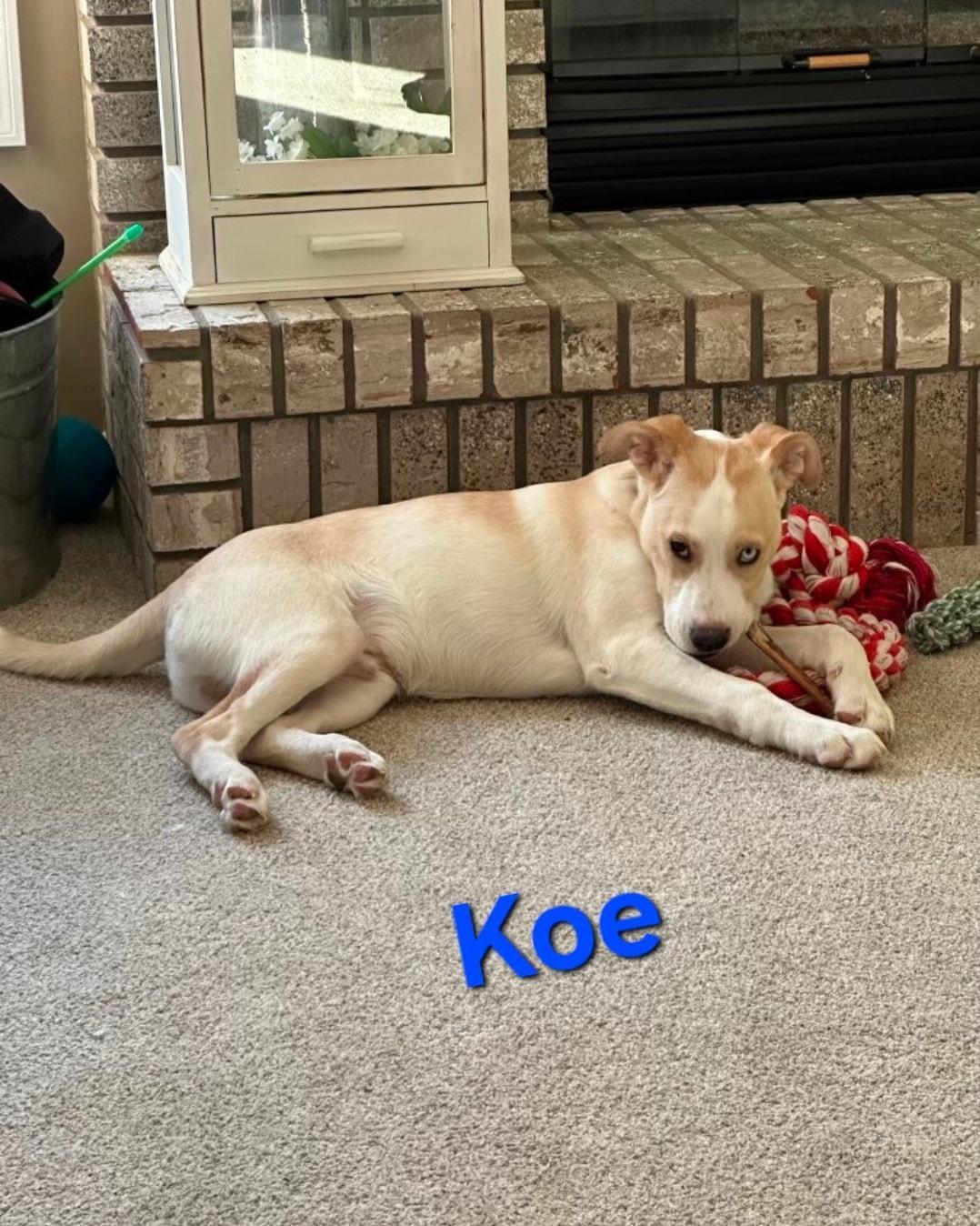 Koe