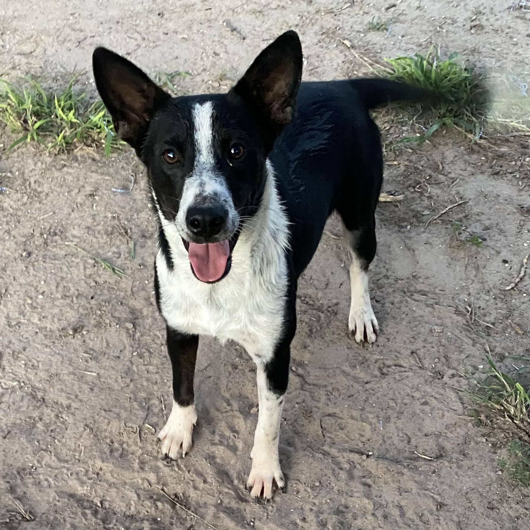 A young small-sized male Black Australian Cattle Dog / Blue Heeler dog named Tiny Tim for adoption in Harlingen, TX