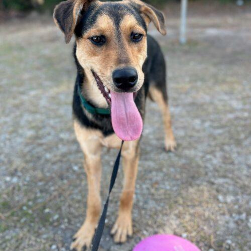 A young medium-sized female Bicolor Shepherd dog named Tuna for adoption in Sanford, NC