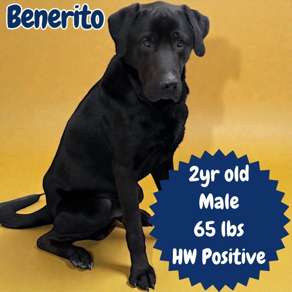 Benerito