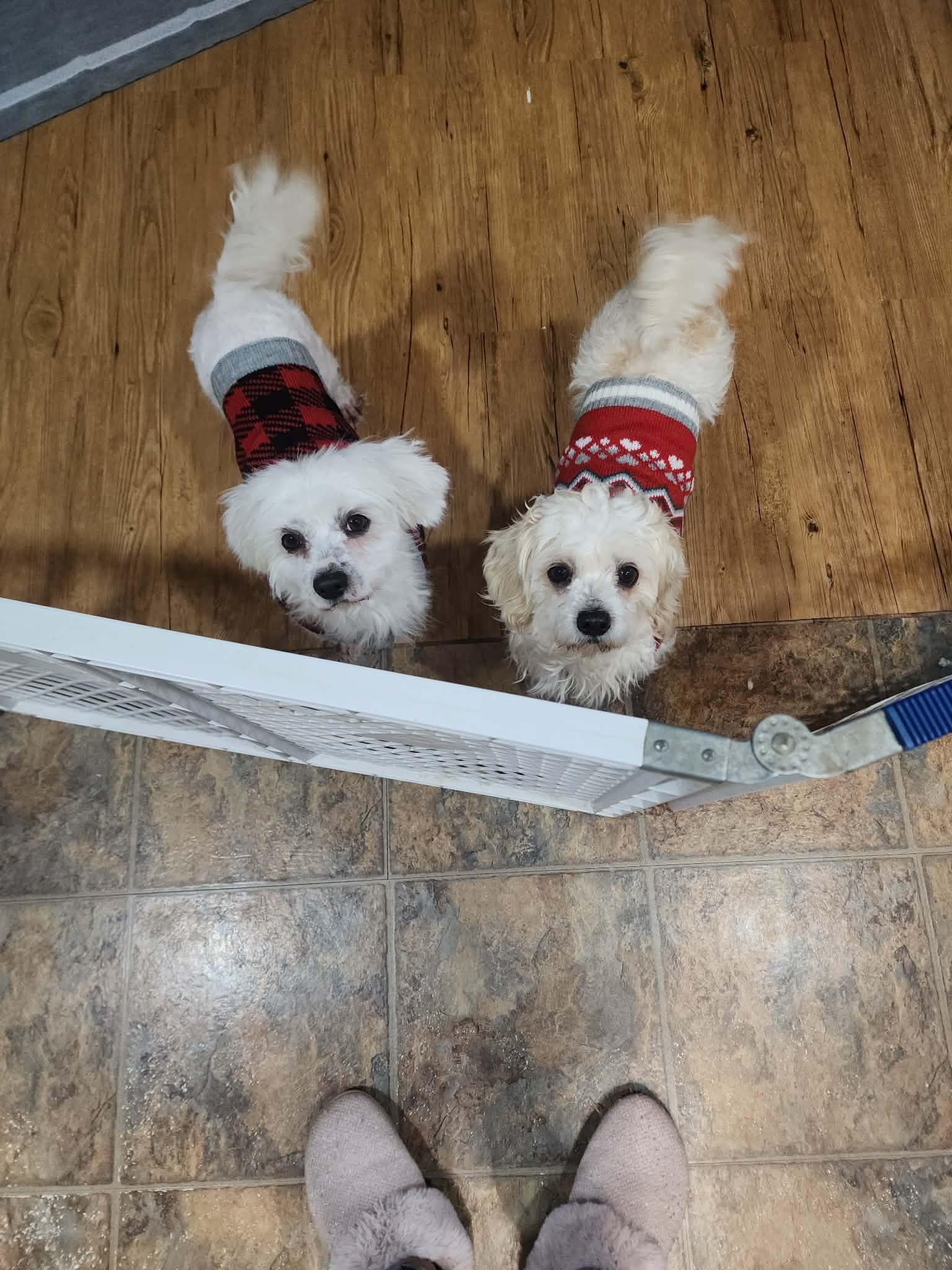 A young small-sized female Bichon Frise dog named D Litter Bella for adoption in Livonia, MI