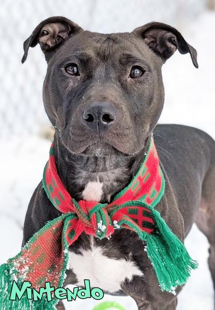 An adult medium-sized female Pit Bull Terrier dog named Nintendo for adoption in Mason, MI