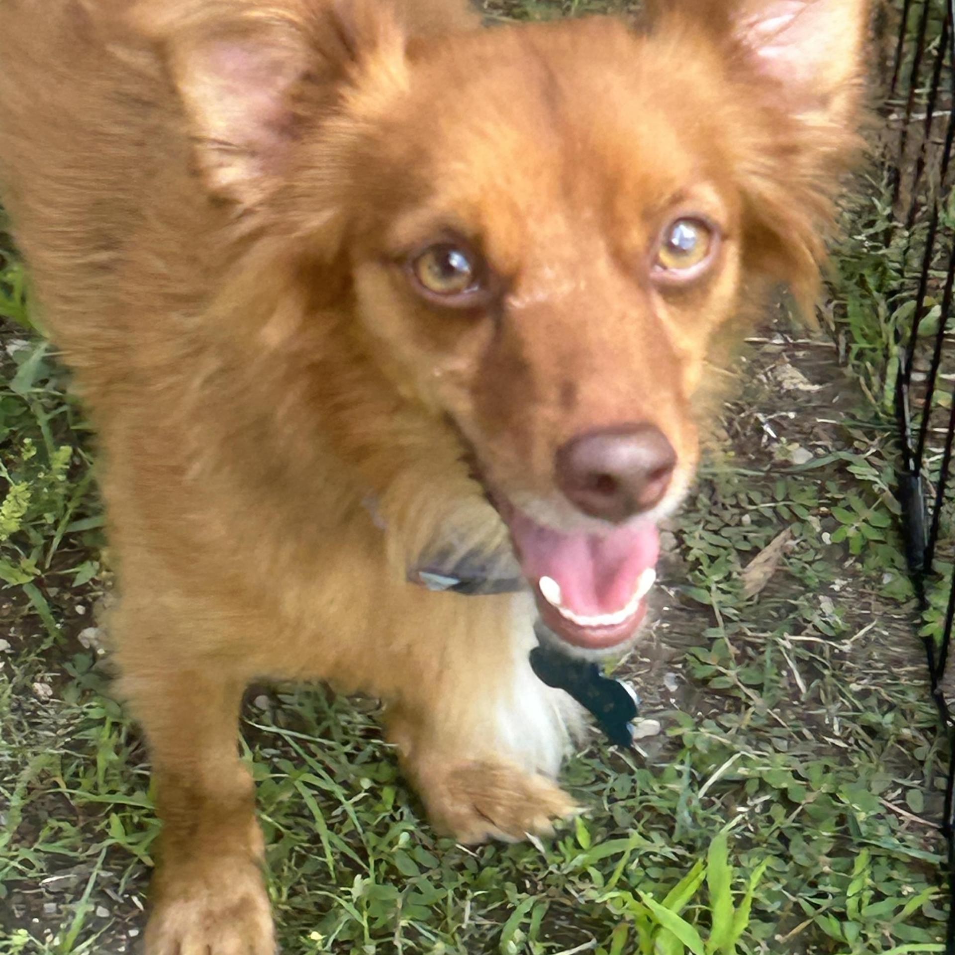 A young small-sized male Golden Chihuahua dog named Rocky. for adoption in Union Grove, WI