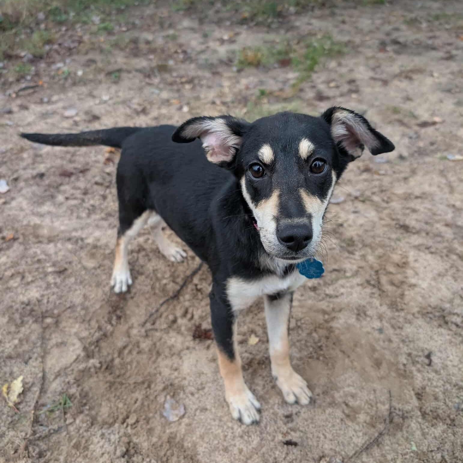 A baby small-sized female Feist dog named Roz for adoption in Queen City, TX