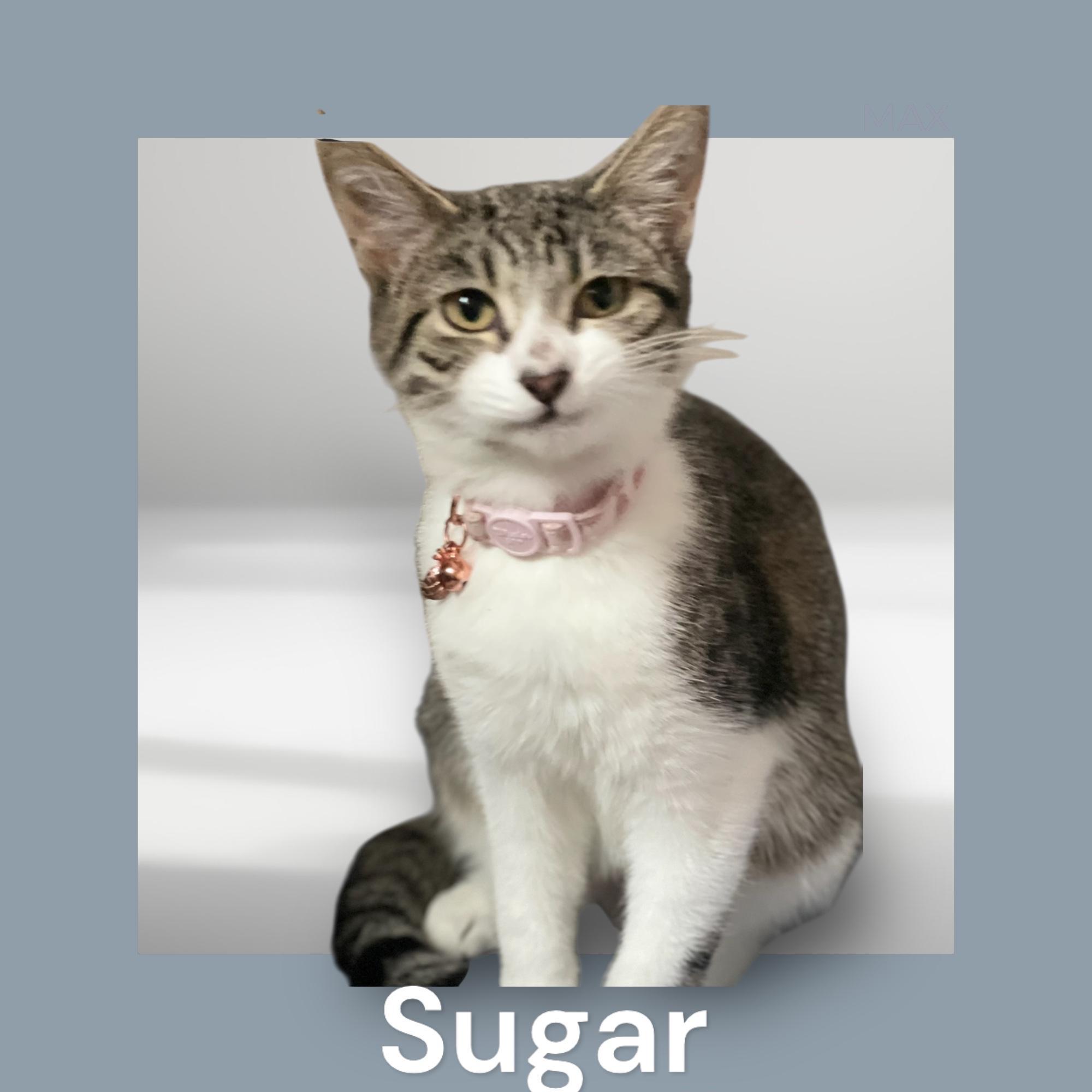 Sugar