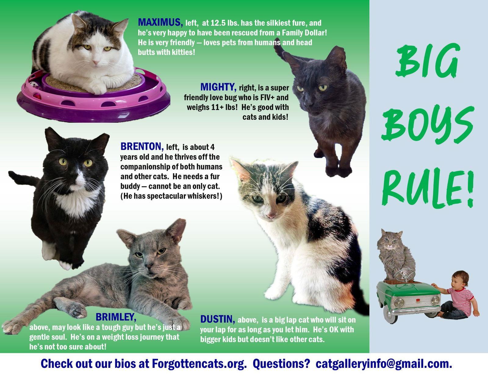 An adult large-sized male Domestic Short Hair cat named Big Boys: for adoption in Greenville, DE