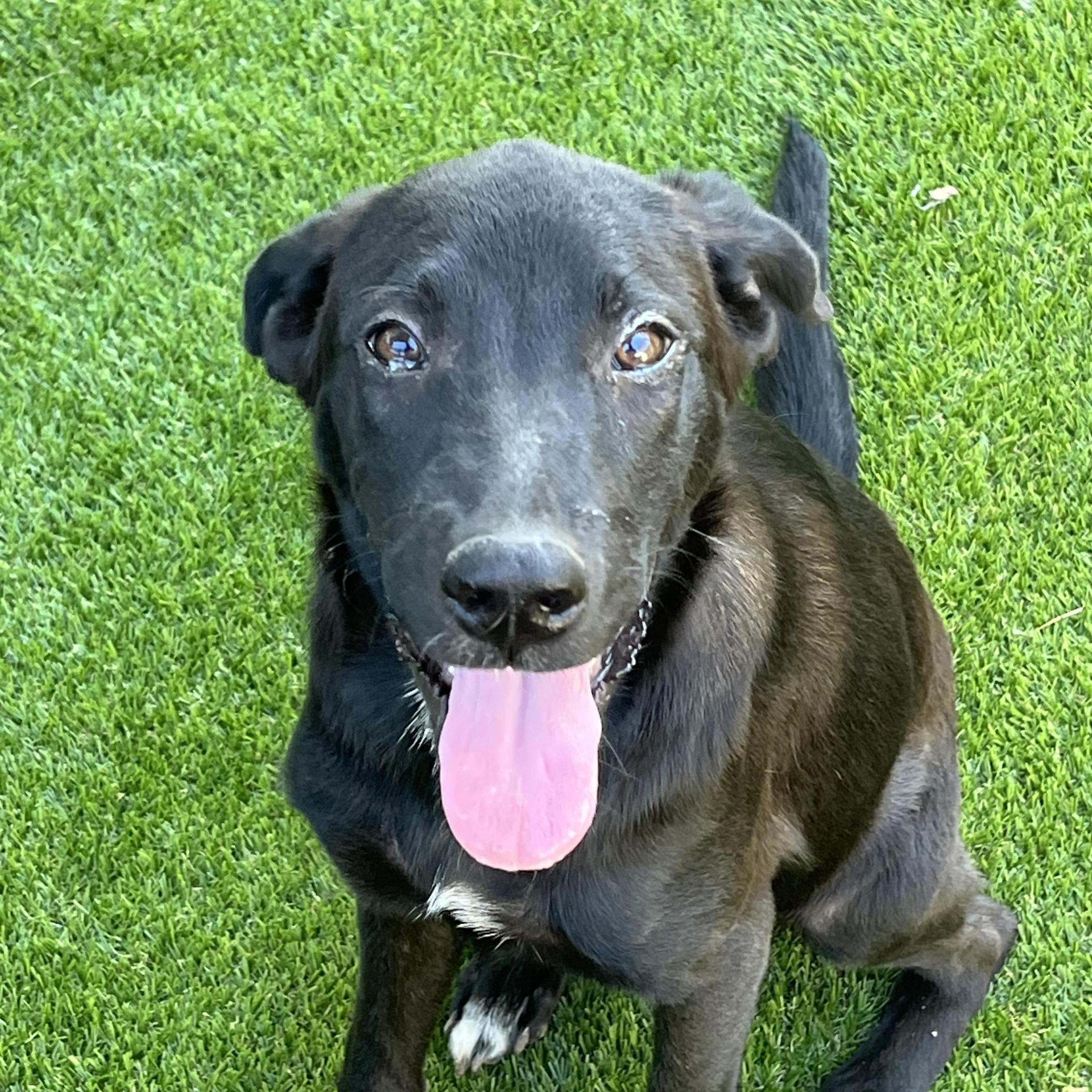 A baby medium-sized female Labrador Retriever dog named Hazel for adoption in Harlingen, TX