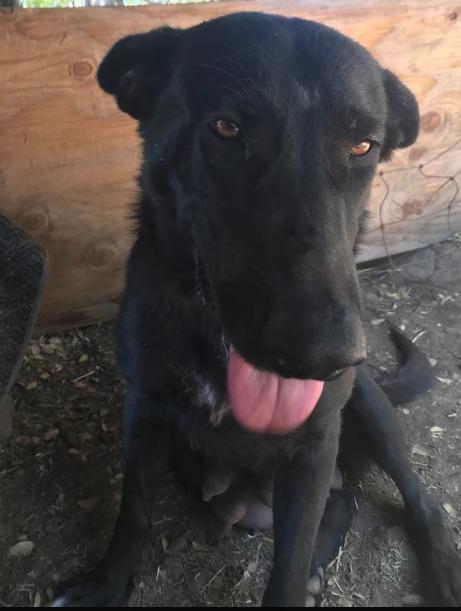 Josephine Medium Black