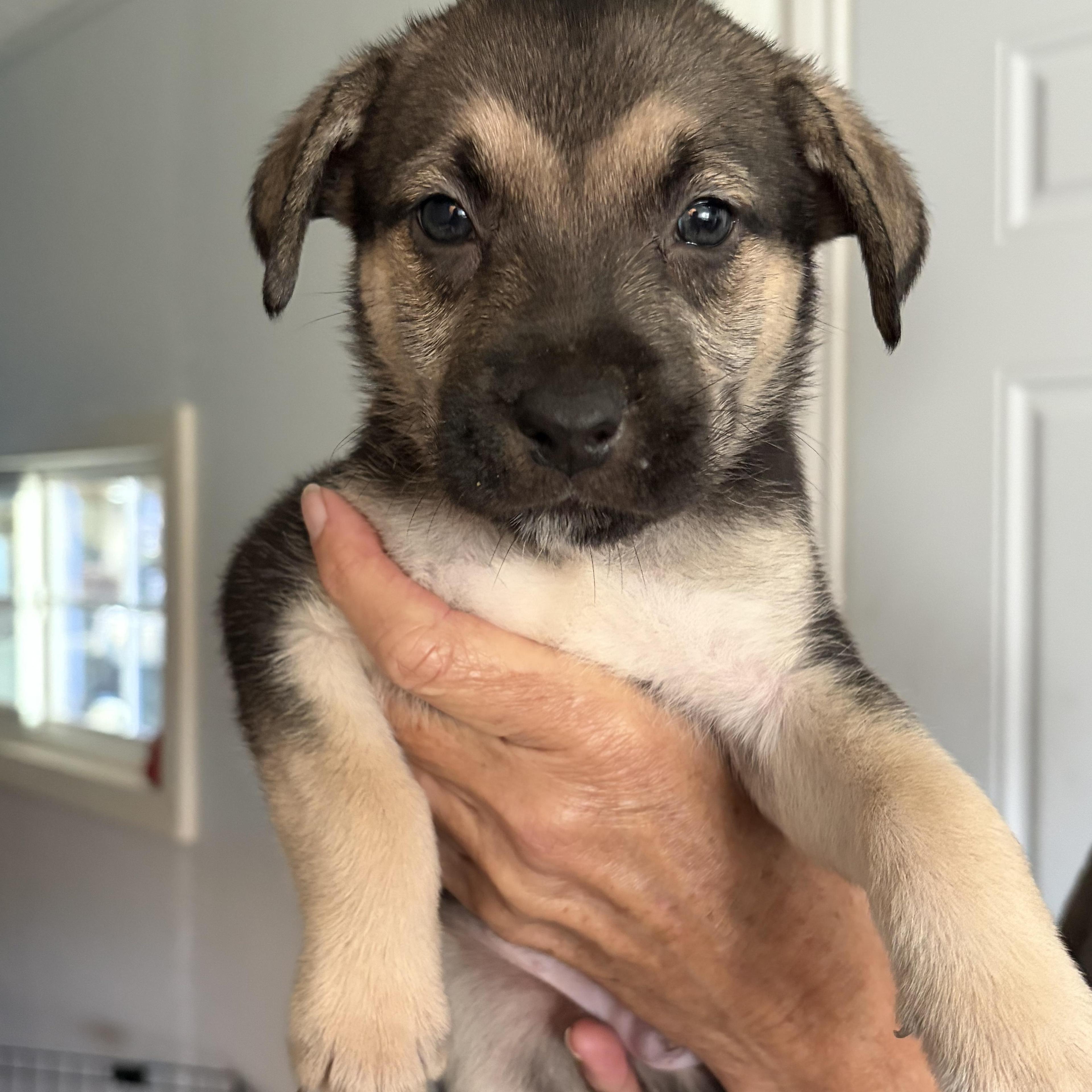 Puppy Alert!! Sunny's Five