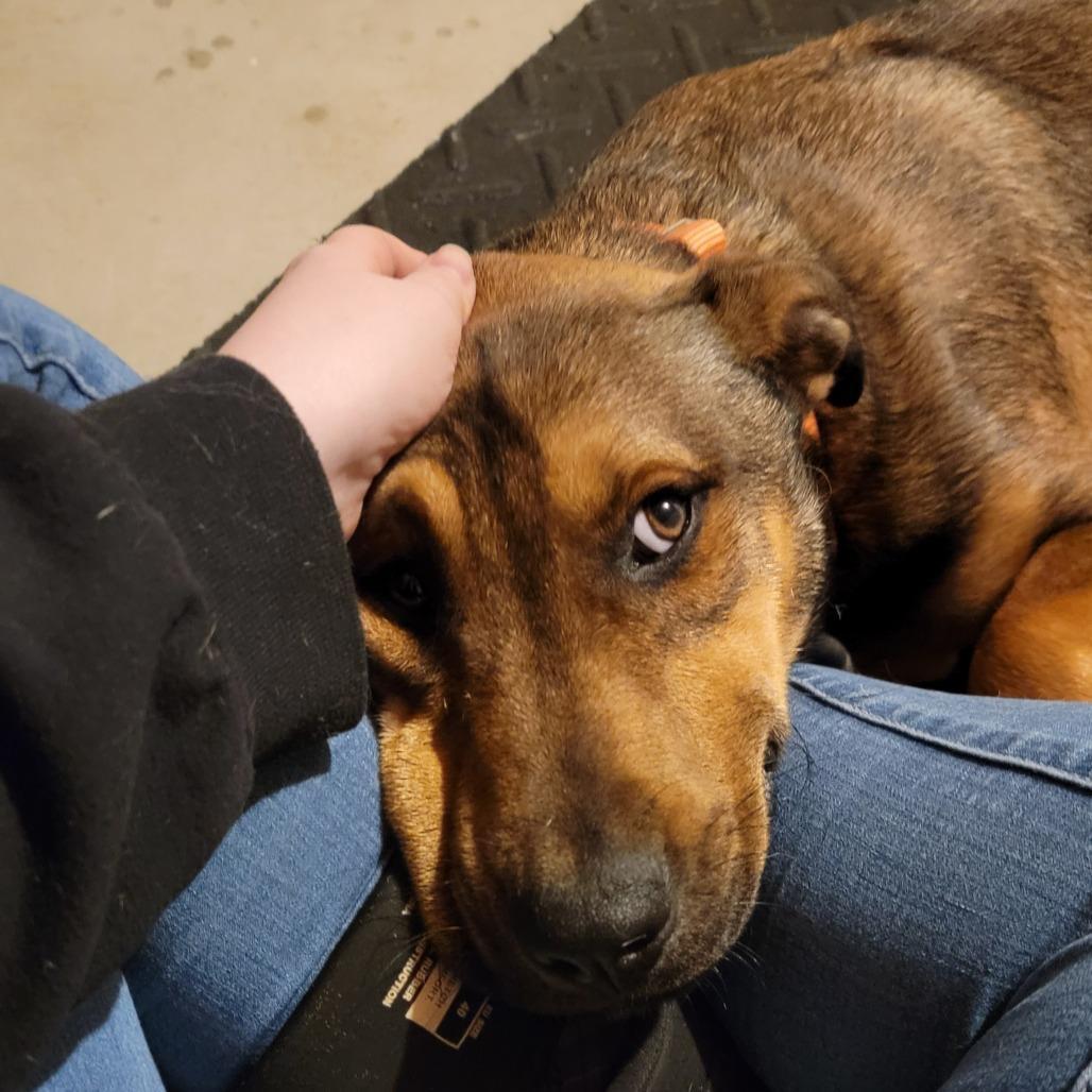 A young medium-sized male Brown / Chocolate Mixed Breed dog named Rodney for adoption in Alexandria, VA